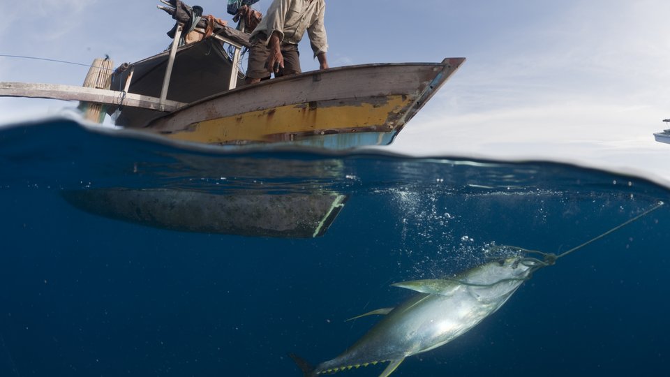 Fisherman on a small boat pulling up a newly caught yellowfin tuna by hook and line