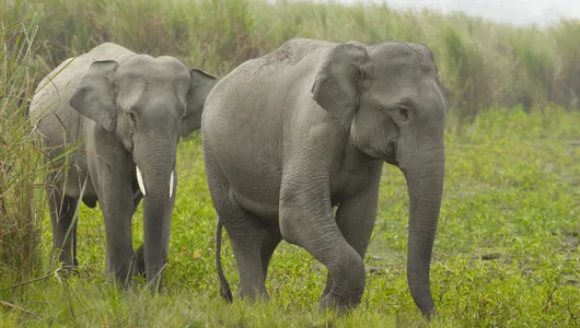 Two Indian elephants walk in a line next to grasses that are taller than them.