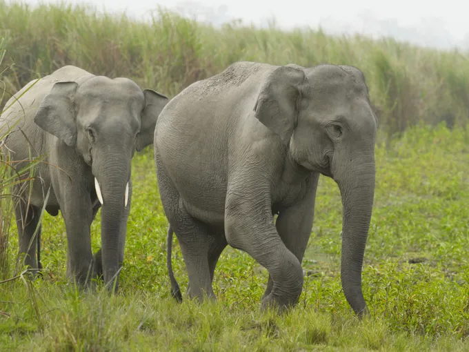 Two Indian elephants walk in a line next to grasses that are taller than them.
