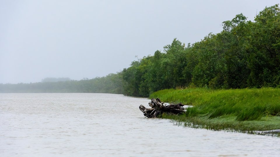 A rainy day along the Yukon River in Alaska. A vibrant green forest lines the river.