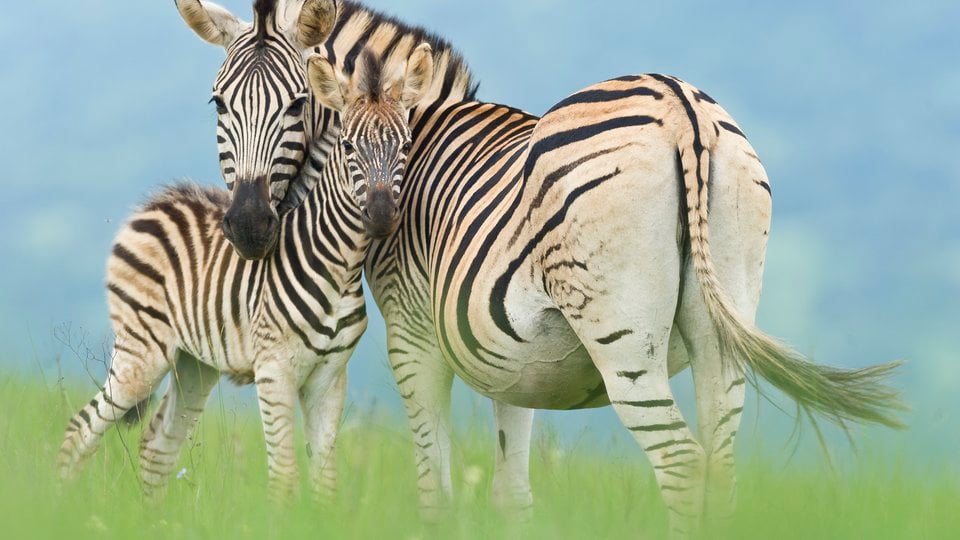 A young zebra stands with its mother in tall grass.