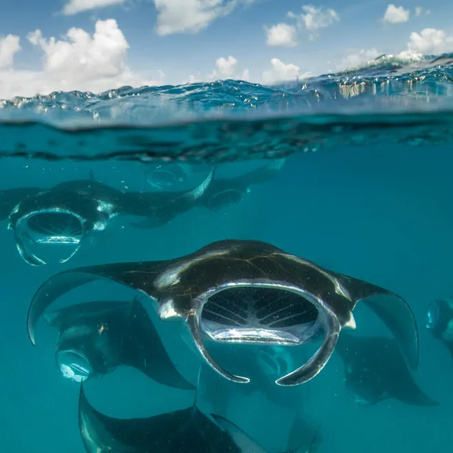 A group of reef manta rays (Mobula alfredi)