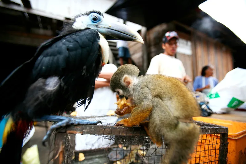 A black toucan and small tan monkey tied to a cage by their legs at a market