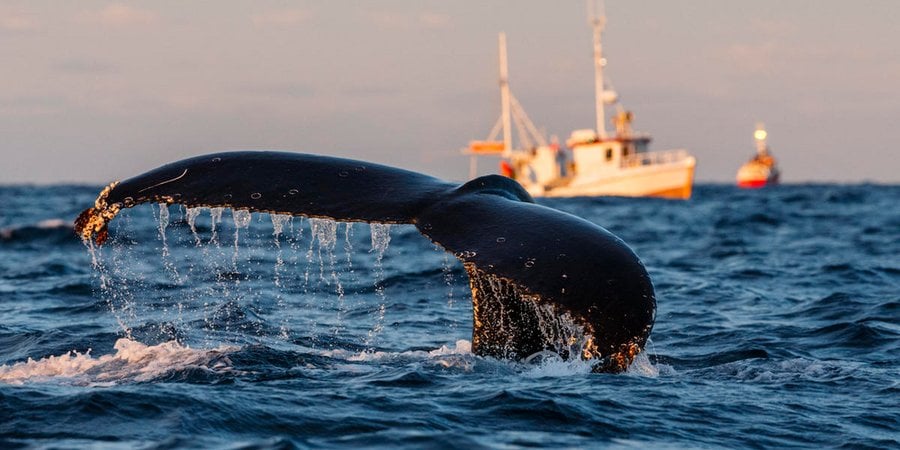 Humpback whale (Megaptera novaeangliae) fluke with fishing boats in background. Andfjorden close to Andoya, Nordland, Northern Norway. January.