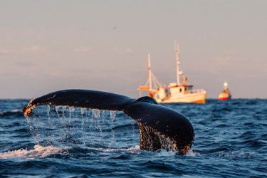 Humpback whale (Megaptera novaeangliae) fluke with fishing boats in background. Andfjorden close to Andoya, Nordland, Northern Norway. January.