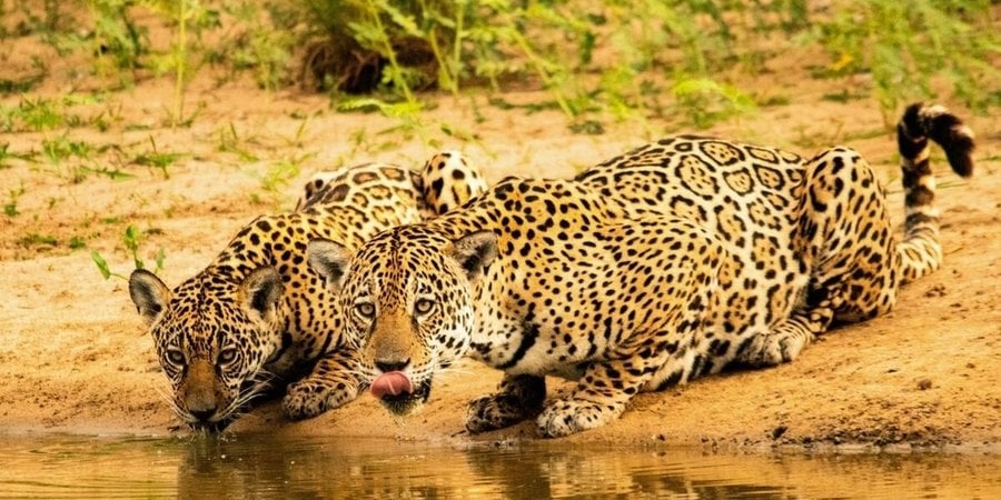Two spotted jaguars lapping up water from a sandy bank.