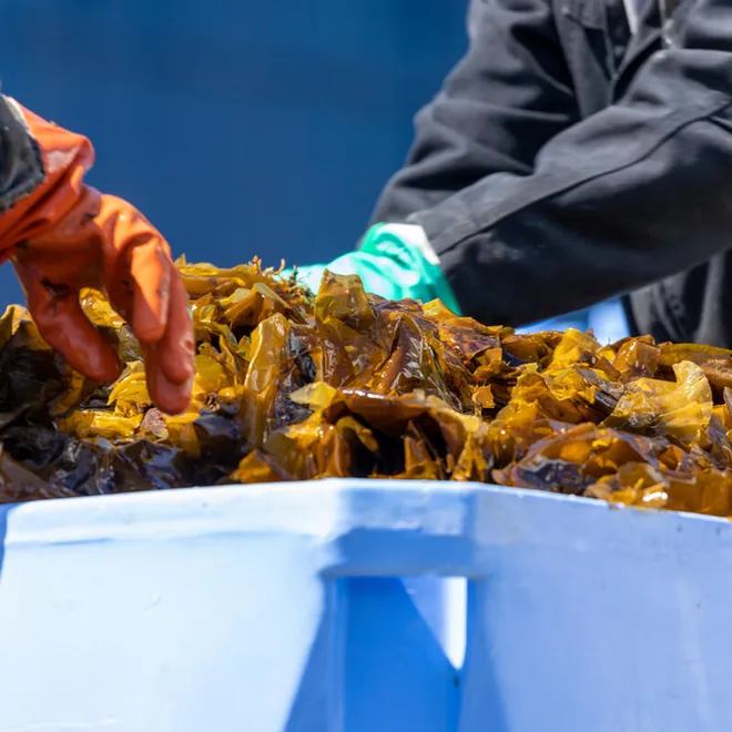 Workers gather sugar kelp (saccharina latissima) at Kodiak Island WildSource in Kodiak, Alaska.