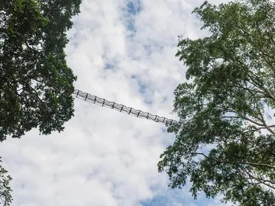 View of a canopy bridge between trees from below