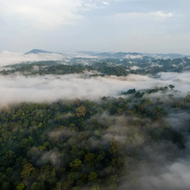 Aerial view of forest treetops with swirling clouds amond the treetops and a mountain range in the distance