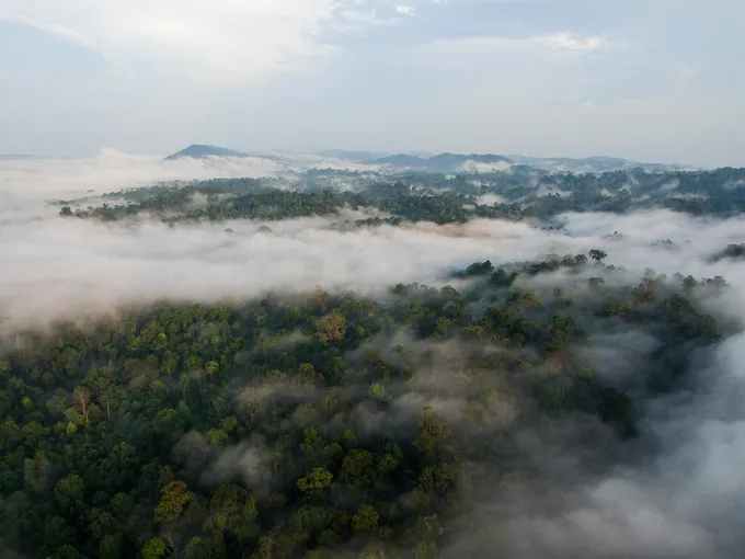Aerial view of forest treetops with swirling clouds amond the treetops and a mountain range in the distance