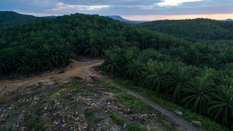 Aerial view of Bornean Elephants on road in the Sabah Softwoods plantation in Sabah, Borneo, Malaysia.