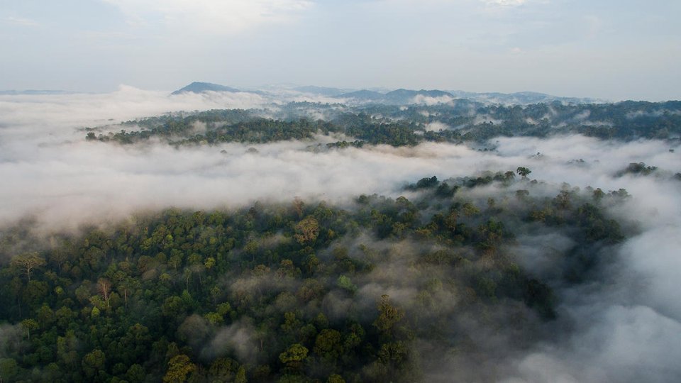Aerial view of forest treetops with swirling clouds amond the treetops and a mountain range in the distance