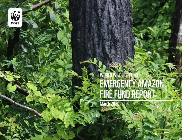 Report cover with image of tree trunk in lush rain forest
