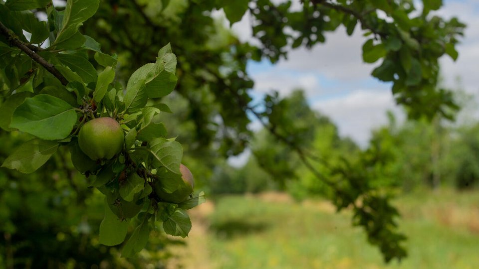 A closeup photo of an apple tree with one green apple.