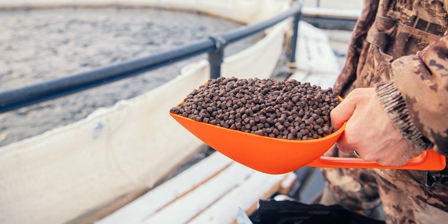 person holds up a scoop of feed in front of an aquaculture pond