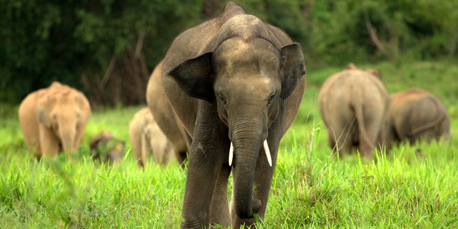 asian elephants kui buri thailand