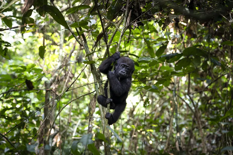 A western lowland baby gorilla climbs up a small tree.