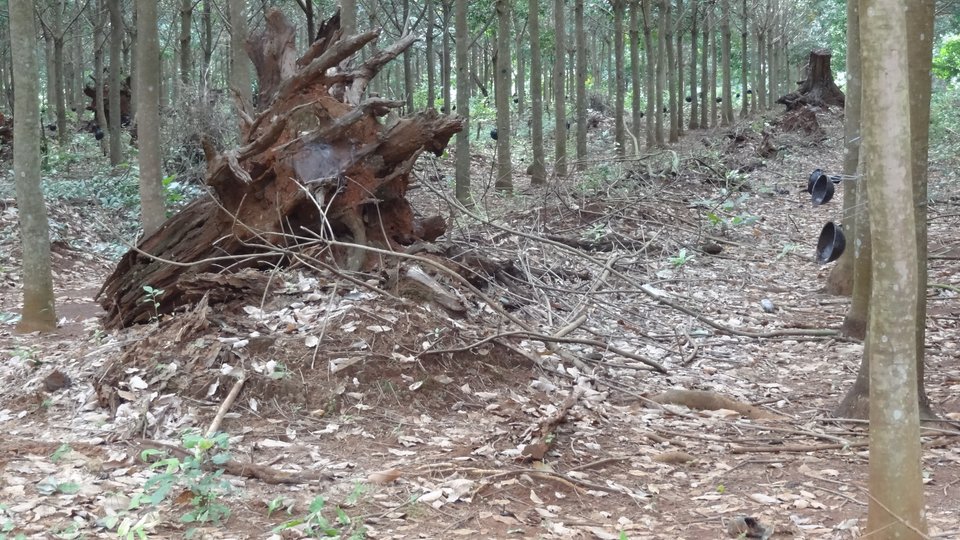 Transforming the Global Rubber Market | WWF