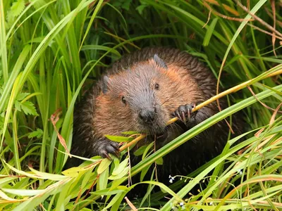 A brown beaver chews on a straw of hay surrounded by green grass.