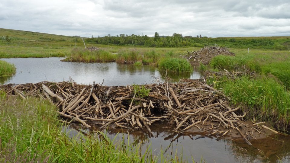 A beaver dam along the Kwethluk River at Yukon Delta National Wildlife Refuge in Alaska.