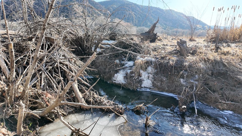 A beaver dam covered in snow and ice