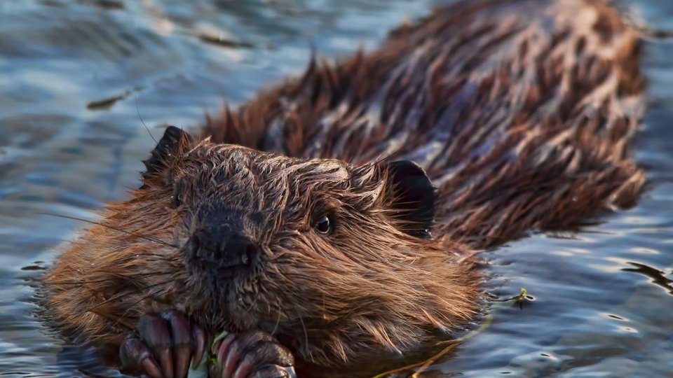 Beaver swimming