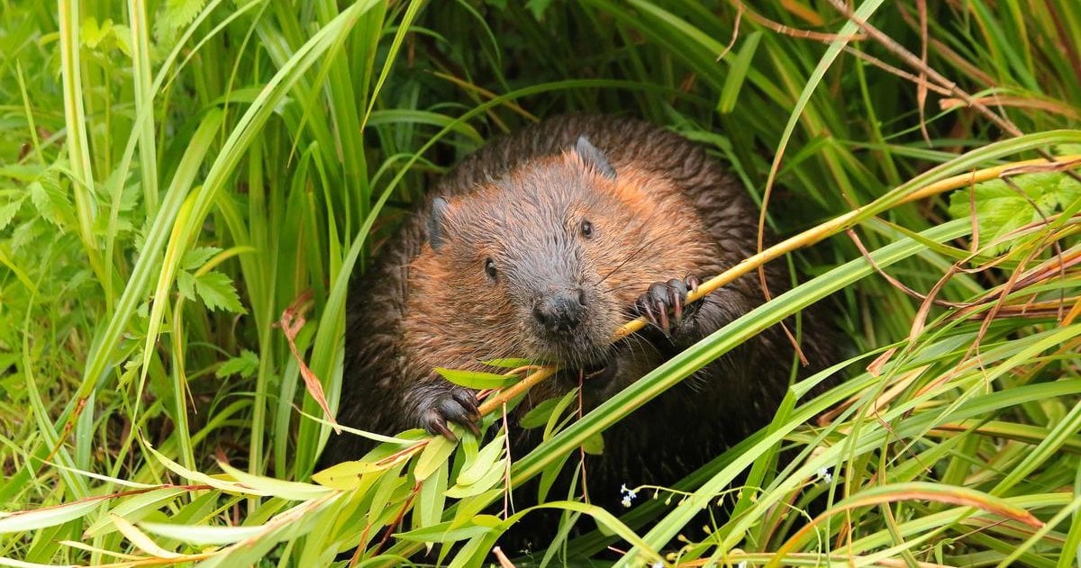 R Beaver Beavers Build Resilience: Nature’s Wetland Engineers | WWF