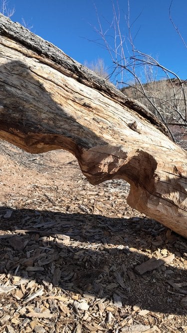 A large log with beaver chew marks