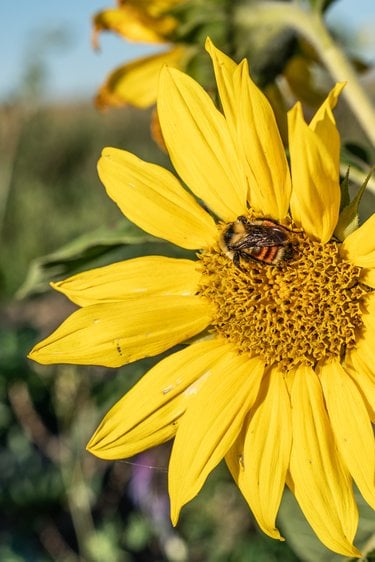 A close up image of a bee on a golden sunflower.