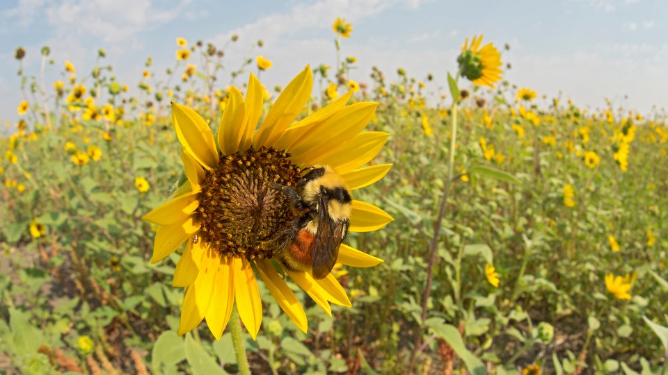 A color photo showing a Hunt's Bumble Bee on yellow sunflower in a field of green with cloudy skies.