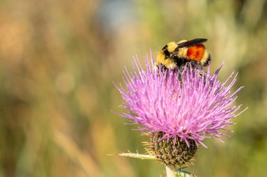 A color photo of a bee on a puffy pink flower