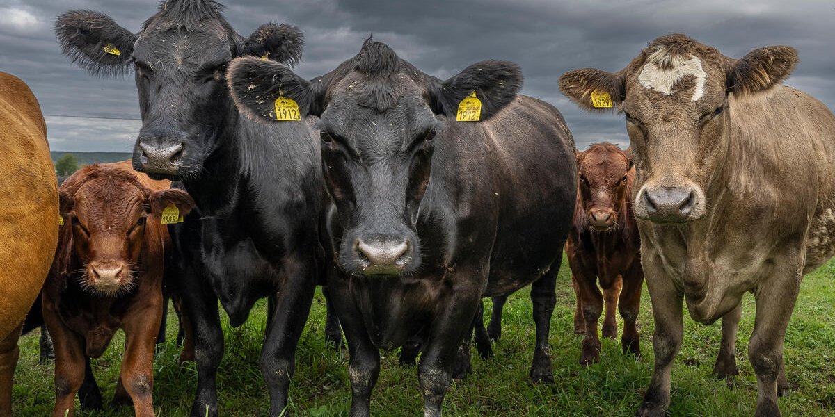 USDA CIG BETA Framework for Traceable Beef and Climate | World Wildlife ...