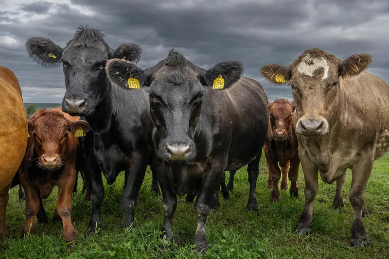 A group of cows in a field looking at the camera