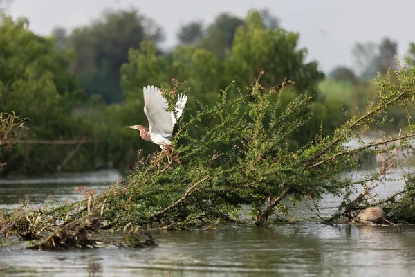 A large white bird takes flight from a submerged tree in the river.