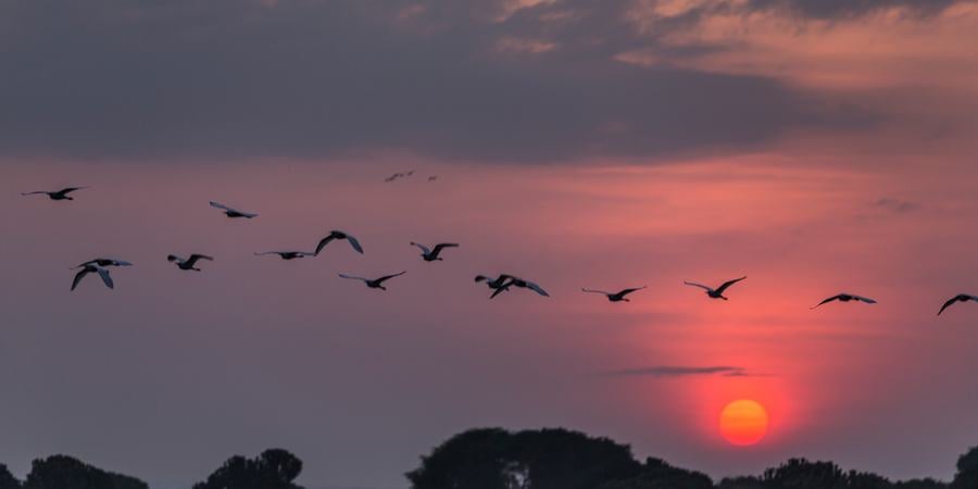 birds flying over trees at sunrise