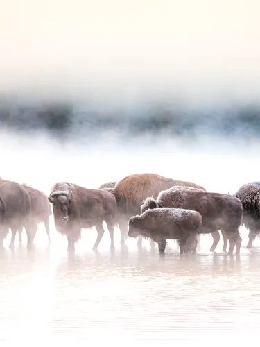 Herd of bison stand  in mist of snow