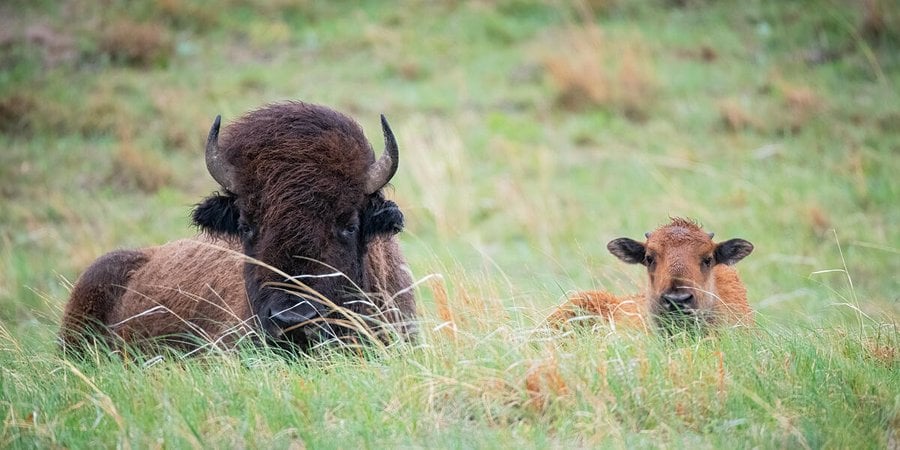 A bison sits aside her calf in the tall grass of the Wolakota Buffalo Range, Rosebud Sioux Reservation
