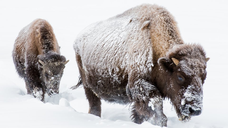 Pair of bison stand in snow in Yellowstone National Park