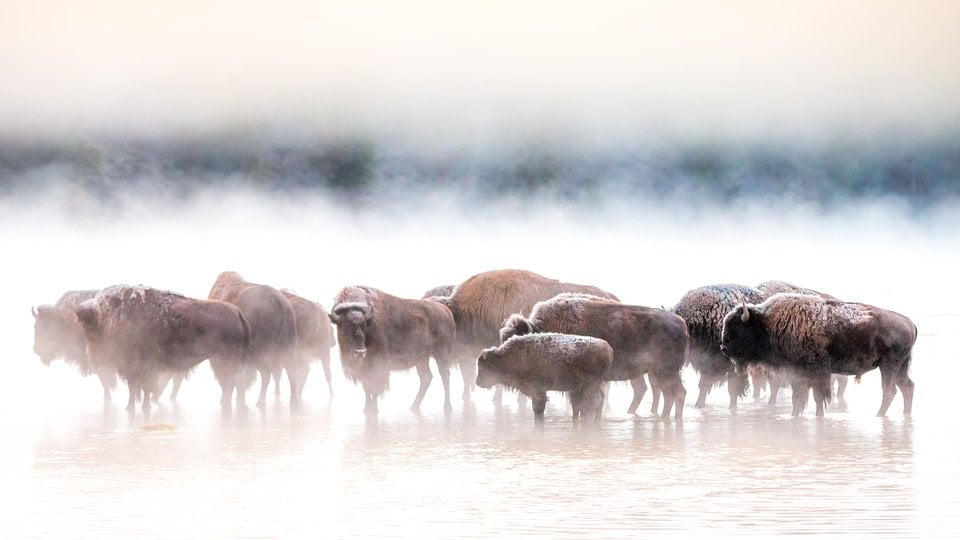 Bison standing close together in a snowy and foggy landscape