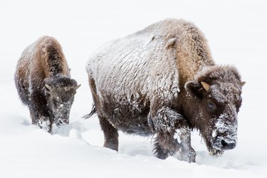 Pair of bison stand in snow in Yellowstone National Park