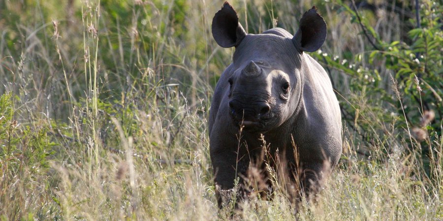 black rhino calf in tall grass