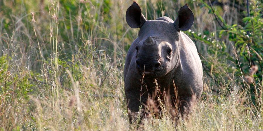 black rhino calf in tall grass