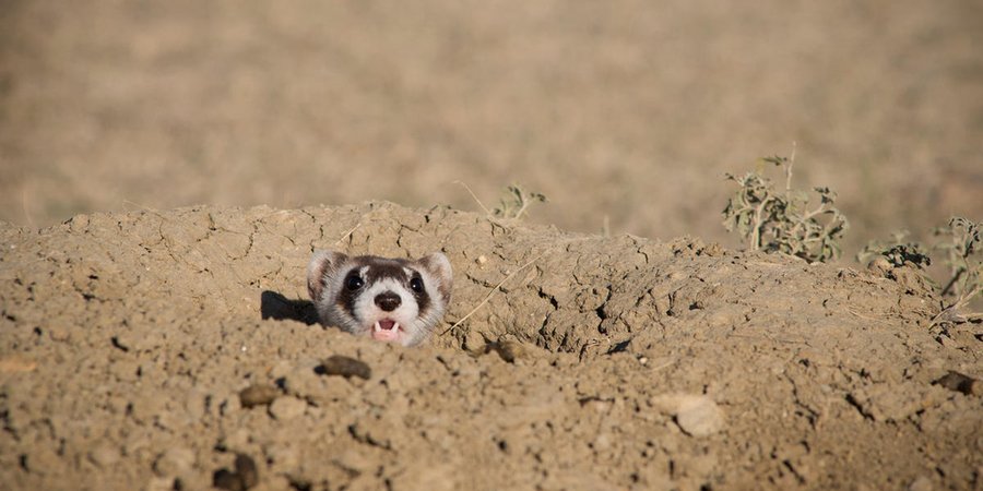 A ferret peeks its head out of the dirt