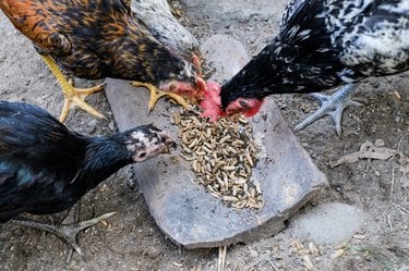 Black soldier fly chickens eating food pellets