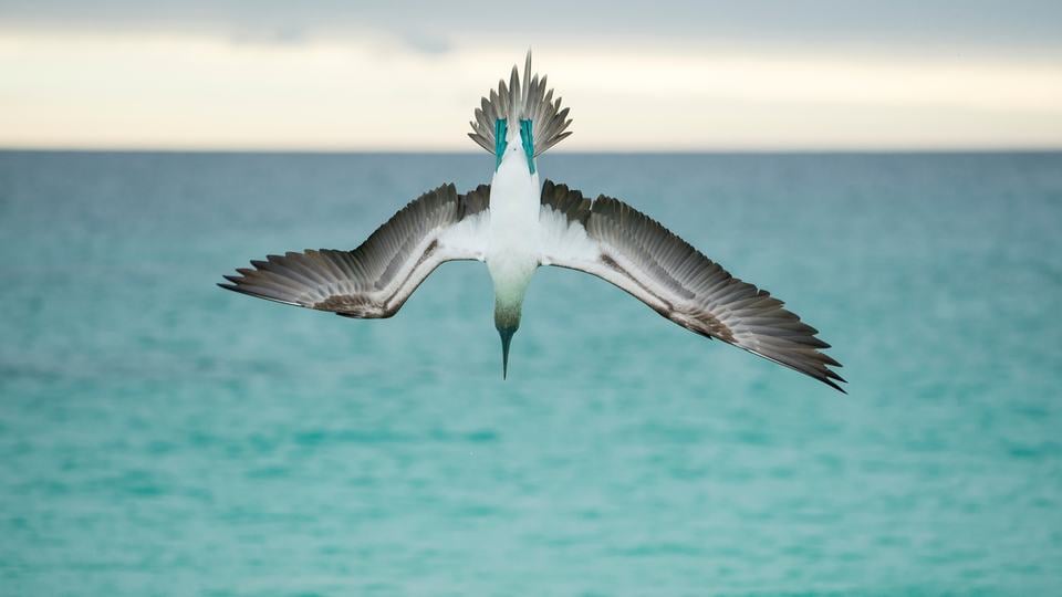 blue footed booby galapagos Tui De Roy WW24425