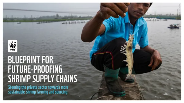 Report cover for Blueprint for Future-Proofing Shrimp Supply Chains featuring image of a man kneeling on a pier and holding a shrimp on a line