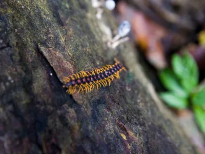 bornean centipede Simon Rawles WW212376