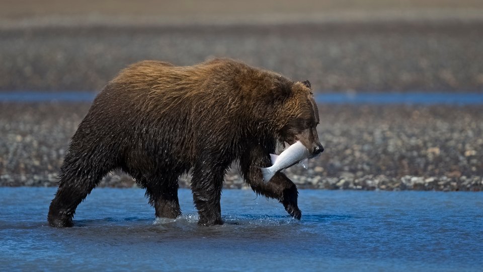 A color photo of a brown bear wading in dark water with a fish in its mouth in a muddy brown landscape