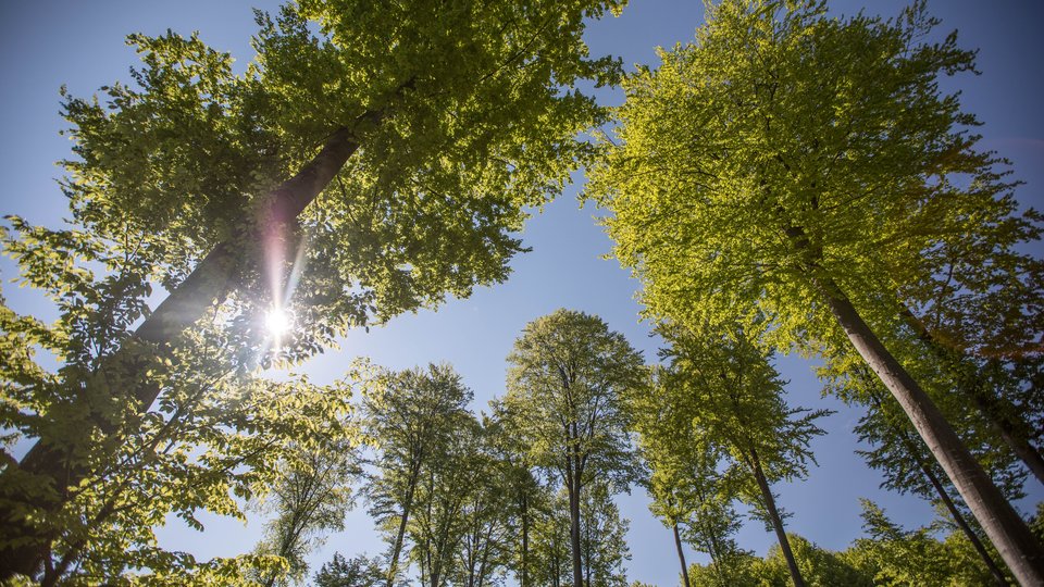 Looking upward into sun and two trees