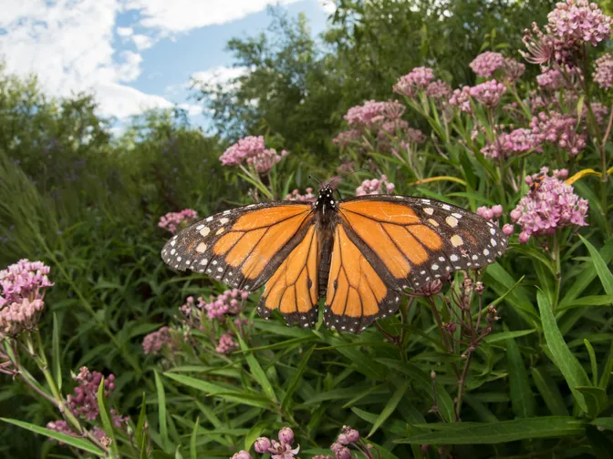 A large Monarch butterfly perched on a small, purple flower